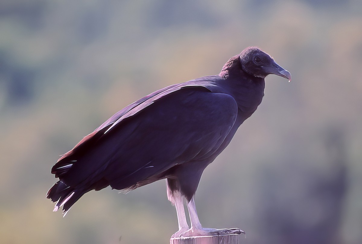 Black Vulture - ML500512461