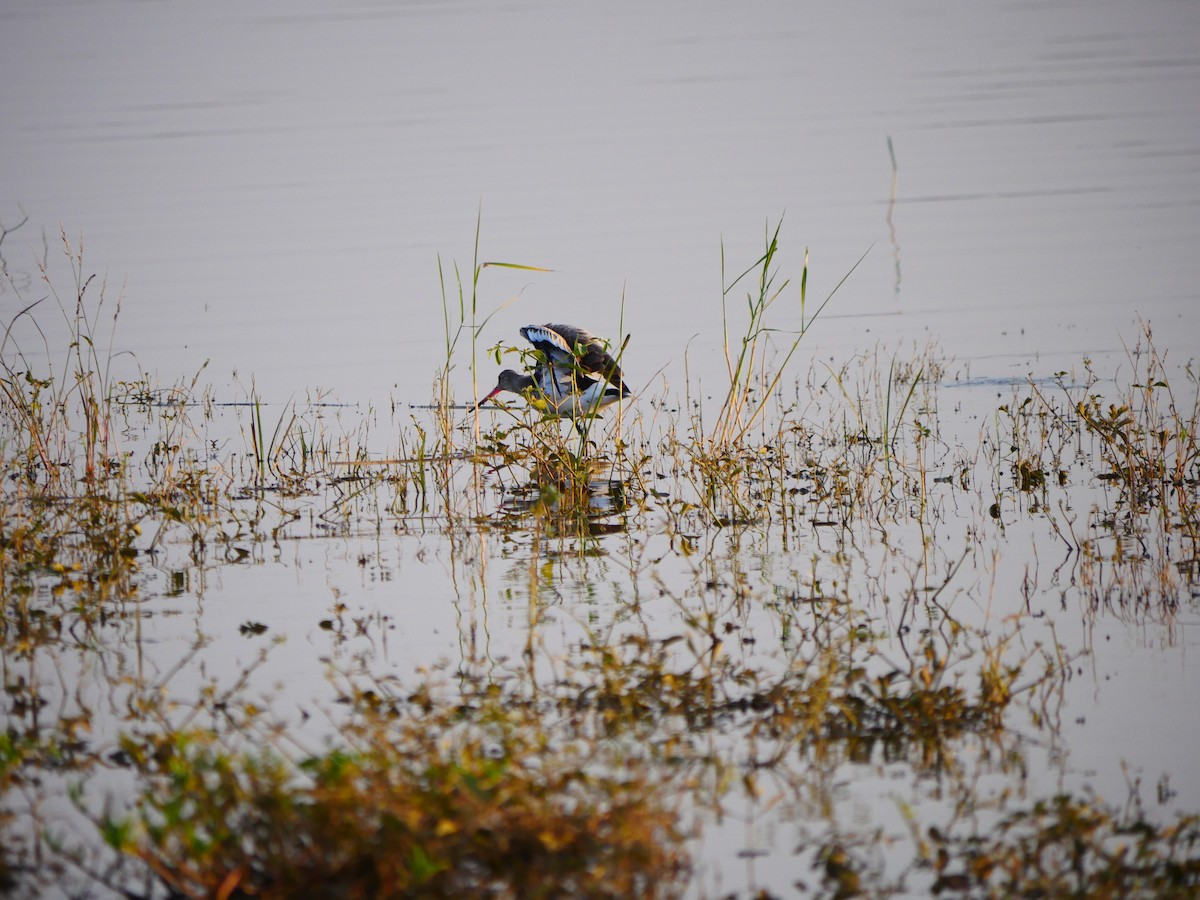 Black-tailed Godwit - ML500512621