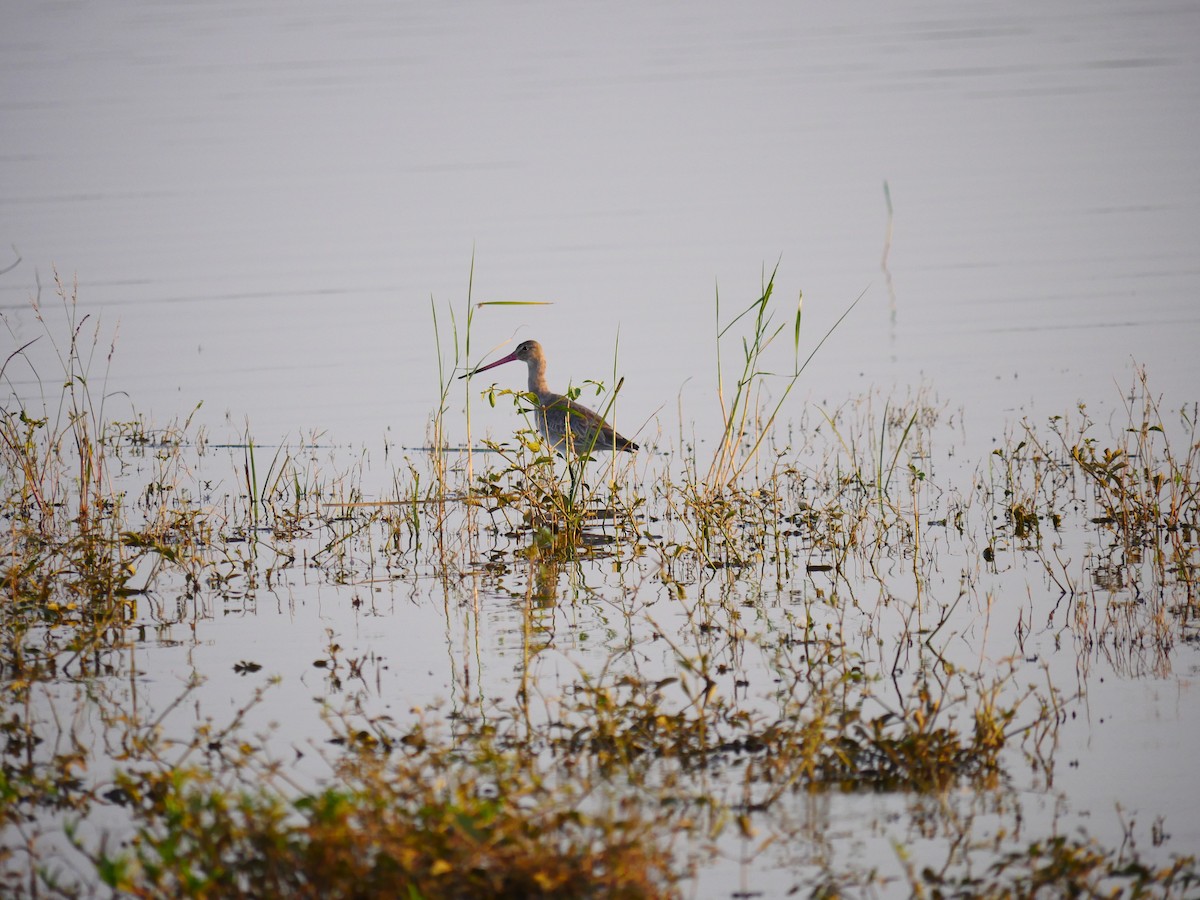 Black-tailed Godwit - ML500512631