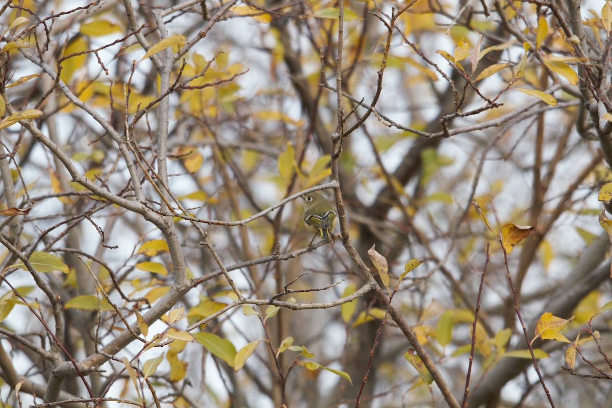 Ruby-crowned Kinglet - ML500512931