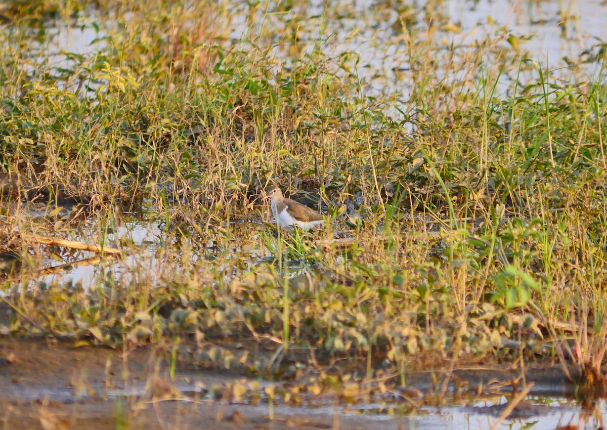 Common Sandpiper - ML500513481