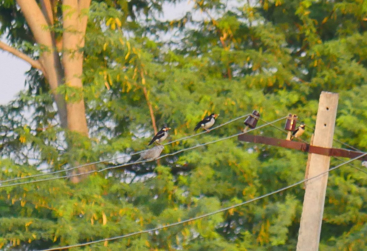 Indian Pied Starling - ML500513991