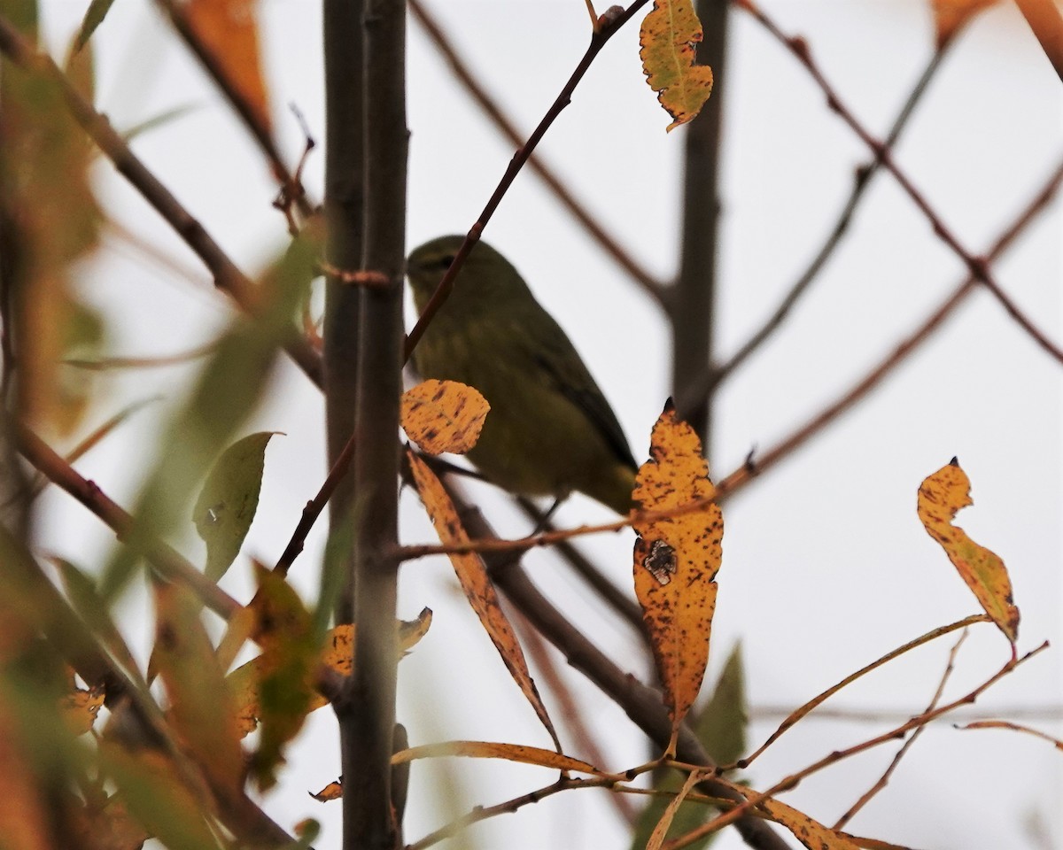 Orange-crowned Warbler - ML500514261