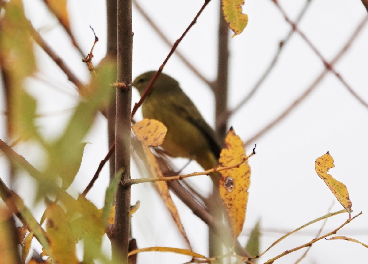 Orange-crowned Warbler - ML500514281