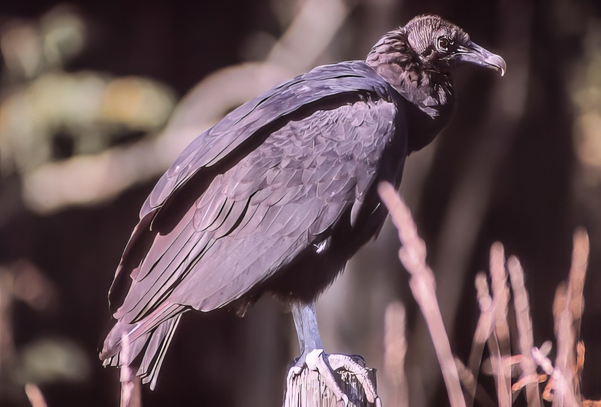 Black Vulture - ML500514791