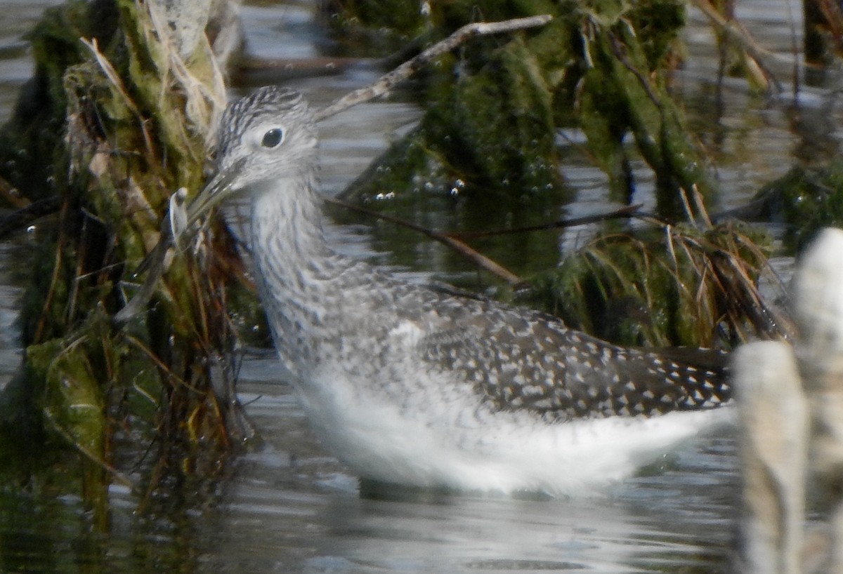 Greater Yellowlegs - Richard Klauke