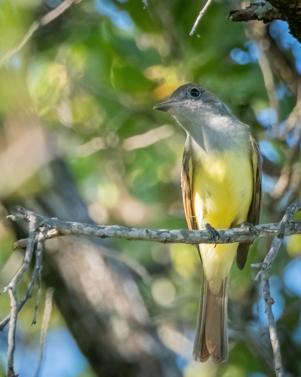 Great Crested Flycatcher - ML500515701