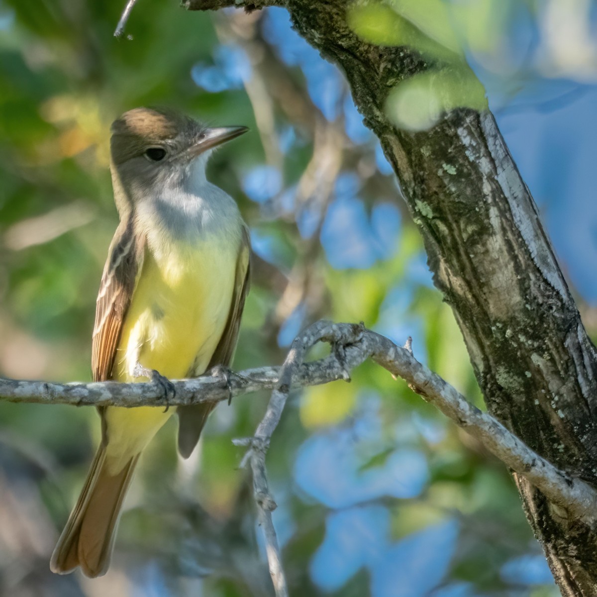 Great Crested Flycatcher - ML500515711