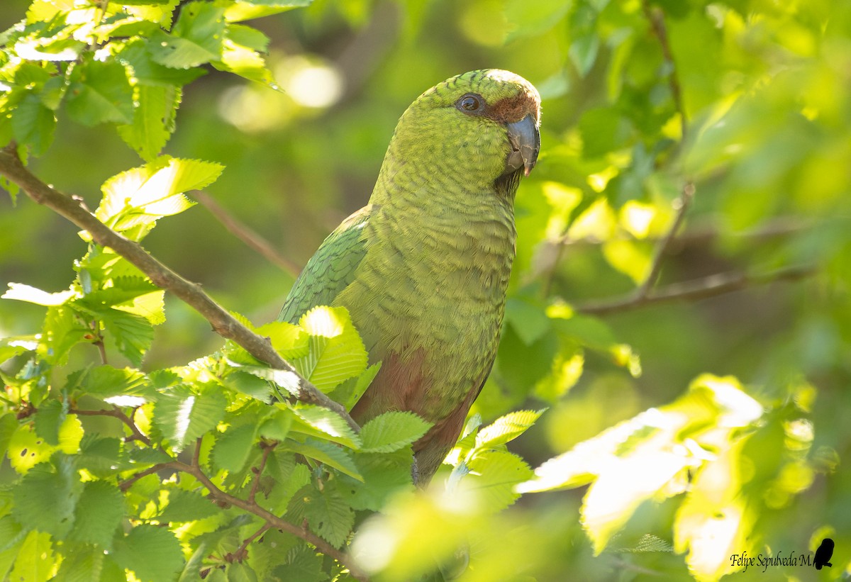 Austral Parakeet - ML500516421