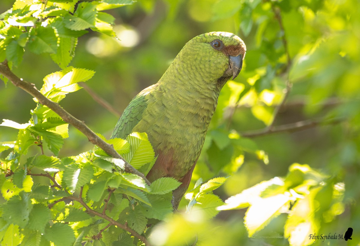 Austral Parakeet - ML500516431