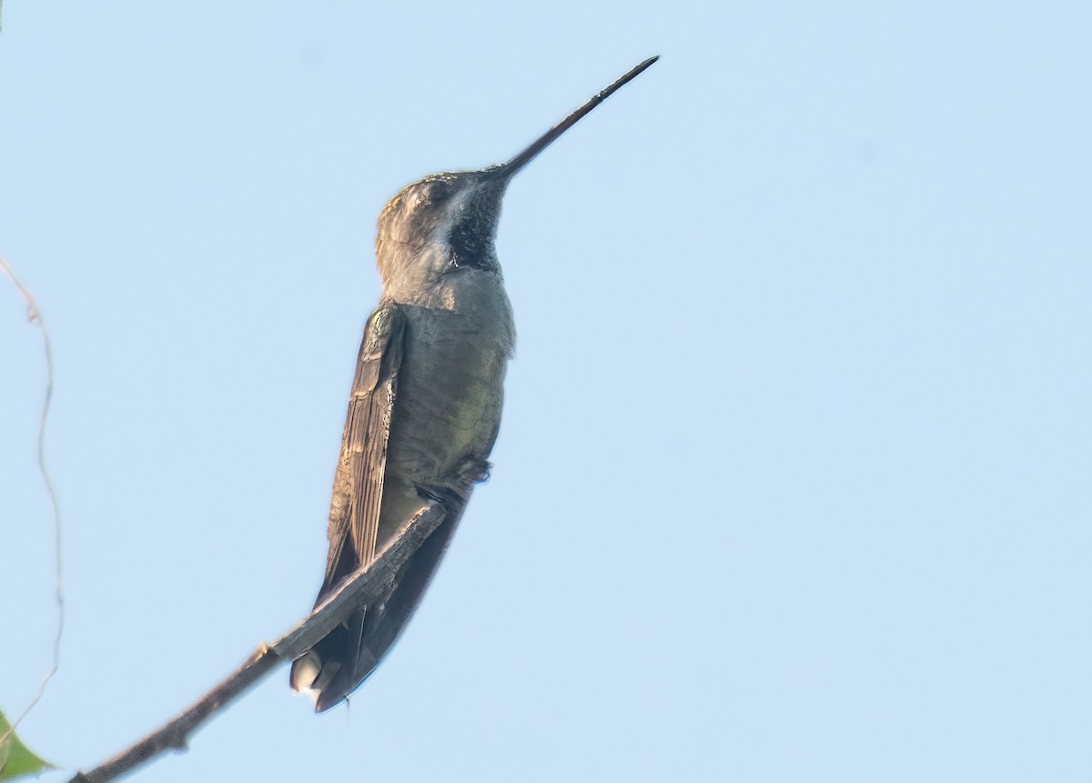 Plain-capped Starthroat - ML500516821