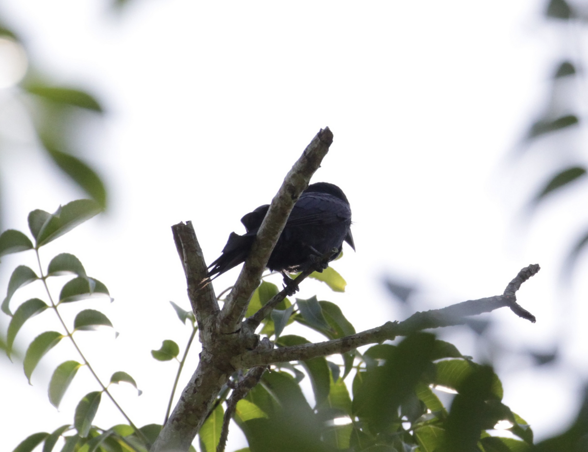 Fork-tailed Drongo - ML500517851