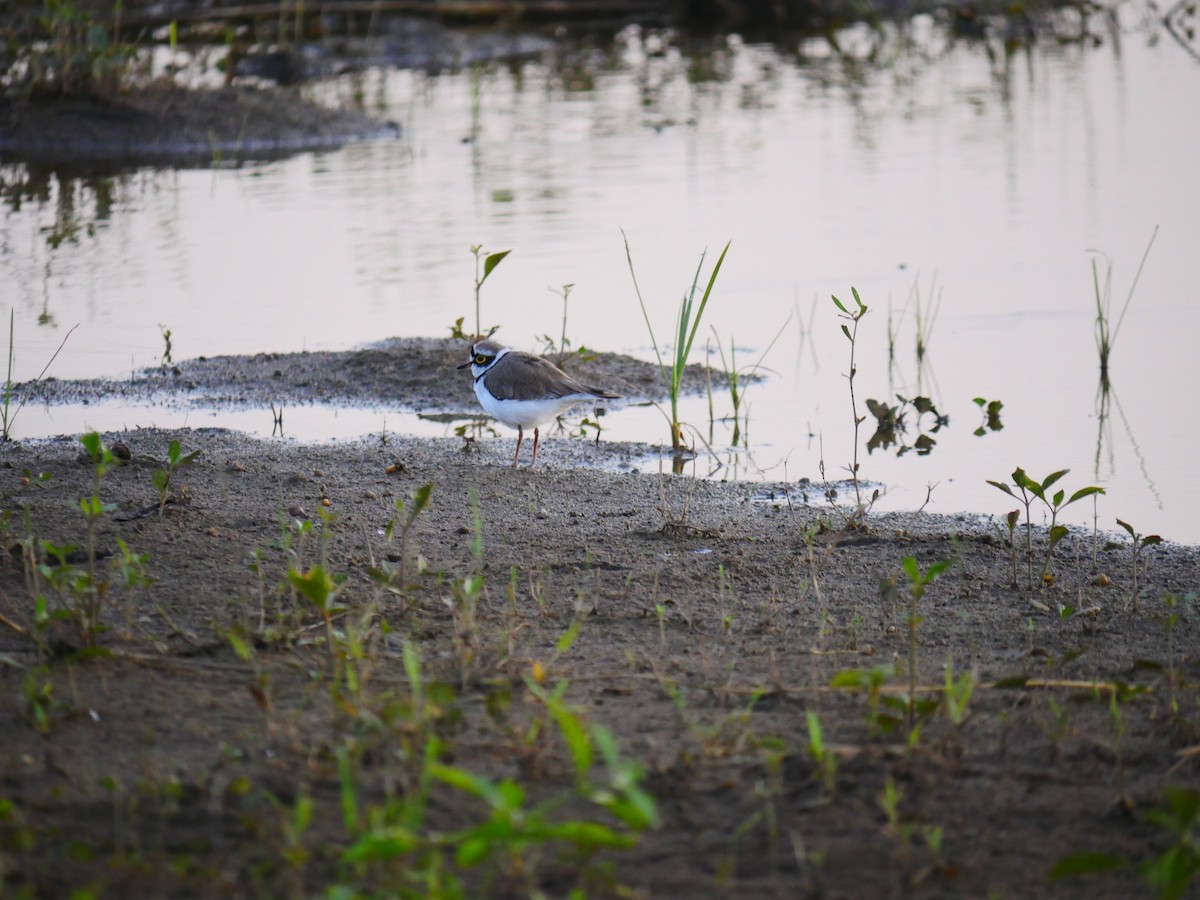 Little Ringed Plover - ML500517861