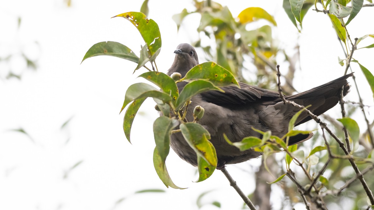 Plumbeous Pigeon - ML500518131