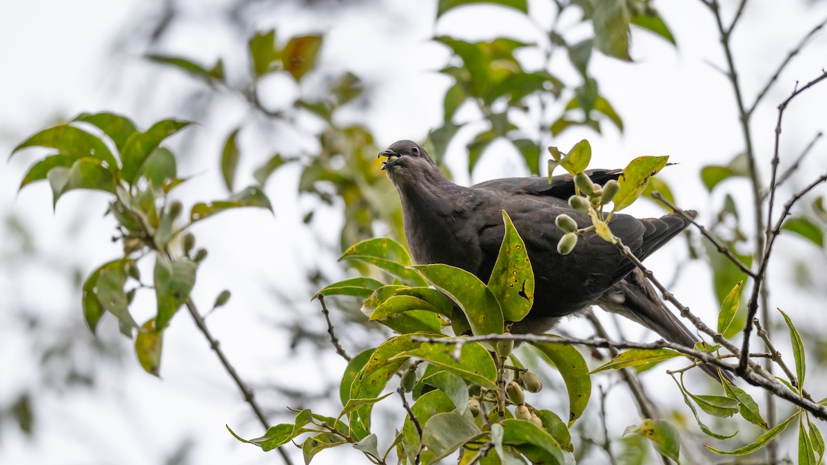 Plumbeous Pigeon - ML500518151