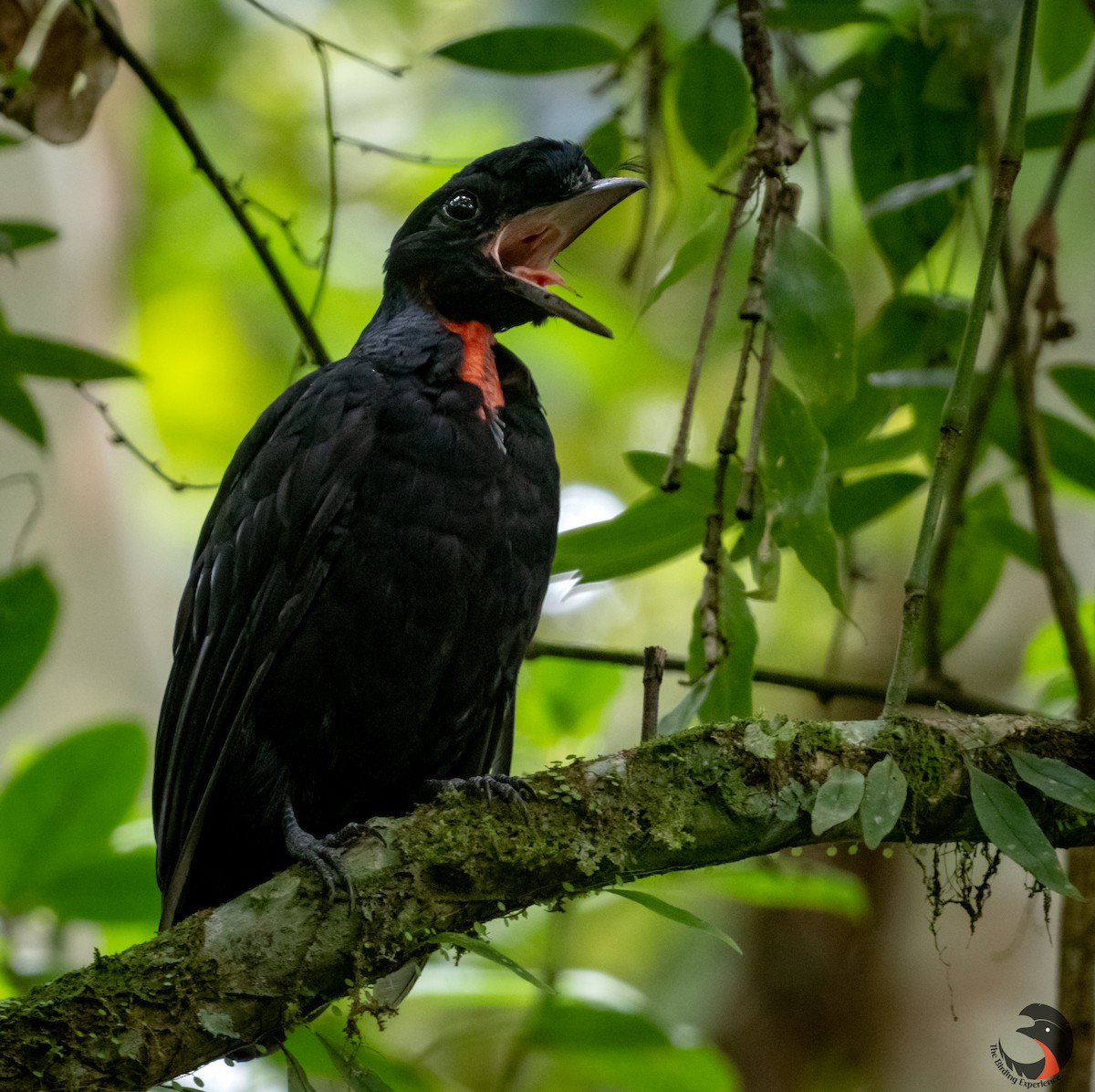 Bare-necked Umbrellabird - ML500518661