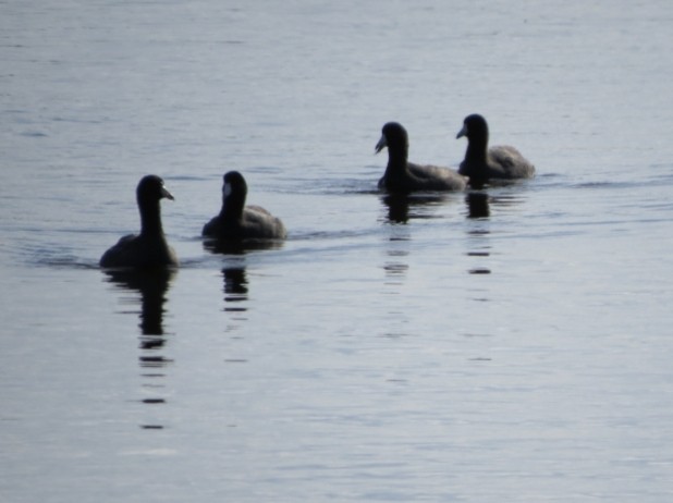 American Coot - ML500518841