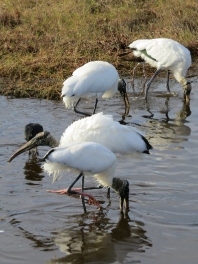 Wood Stork - ML500519231