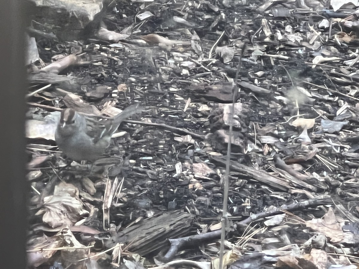 White-crowned Sparrow - ML500519391