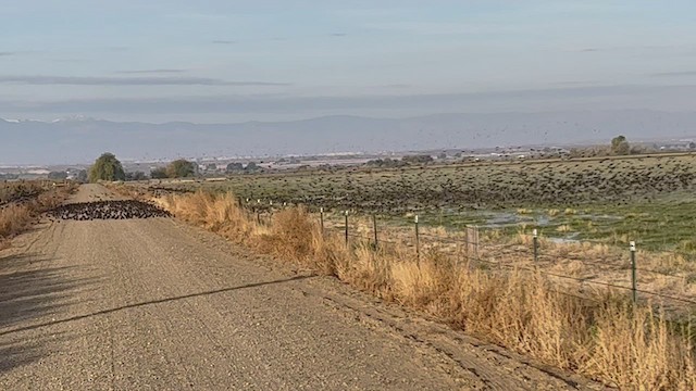 זרזיר מצוי - ML500520211