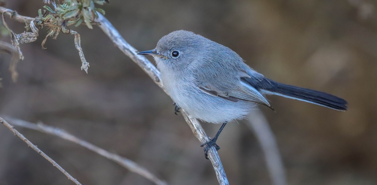 Blue-gray Gnatcatcher - ML500520821