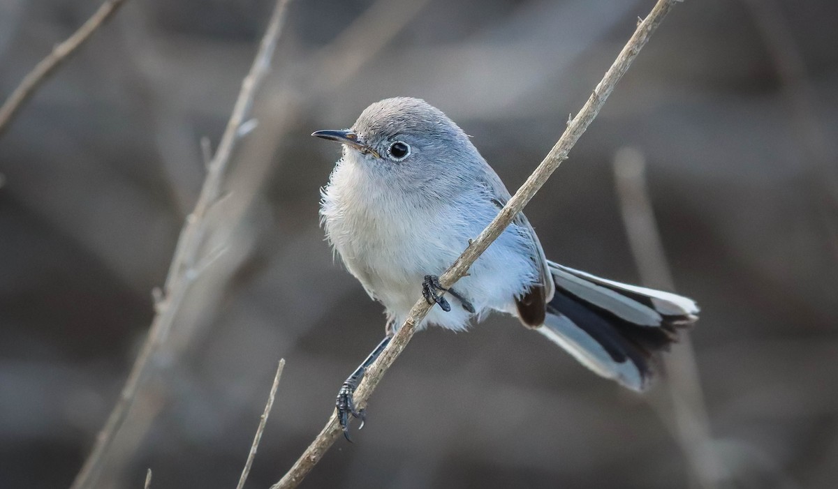 Blue-gray Gnatcatcher - ML500520831