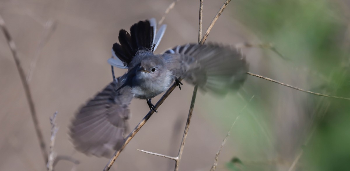 Blue-gray Gnatcatcher - ML500520861