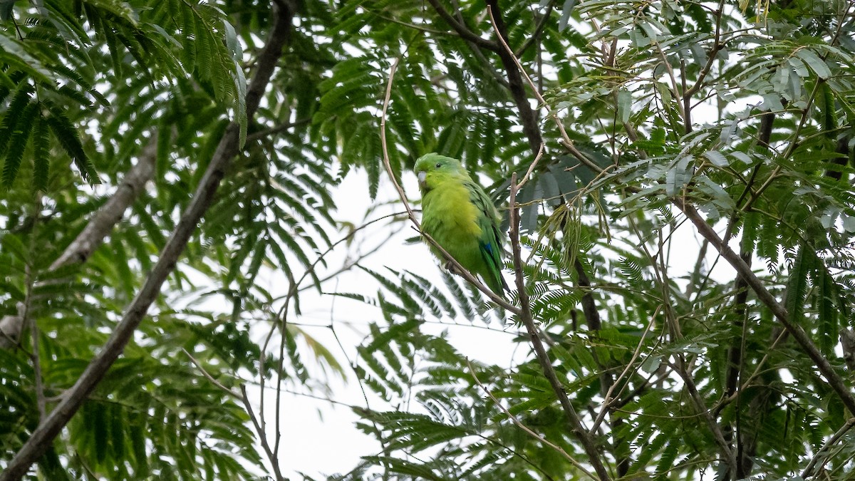 Cobalt-rumped Parrotlet - ML500520881