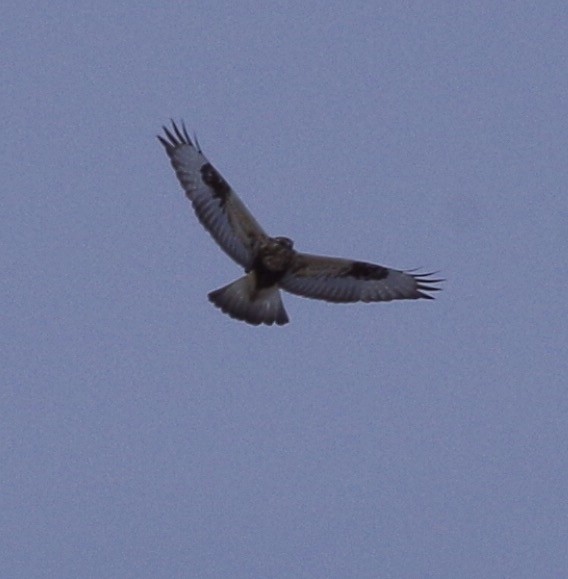 Rough-legged Hawk - ML50052121