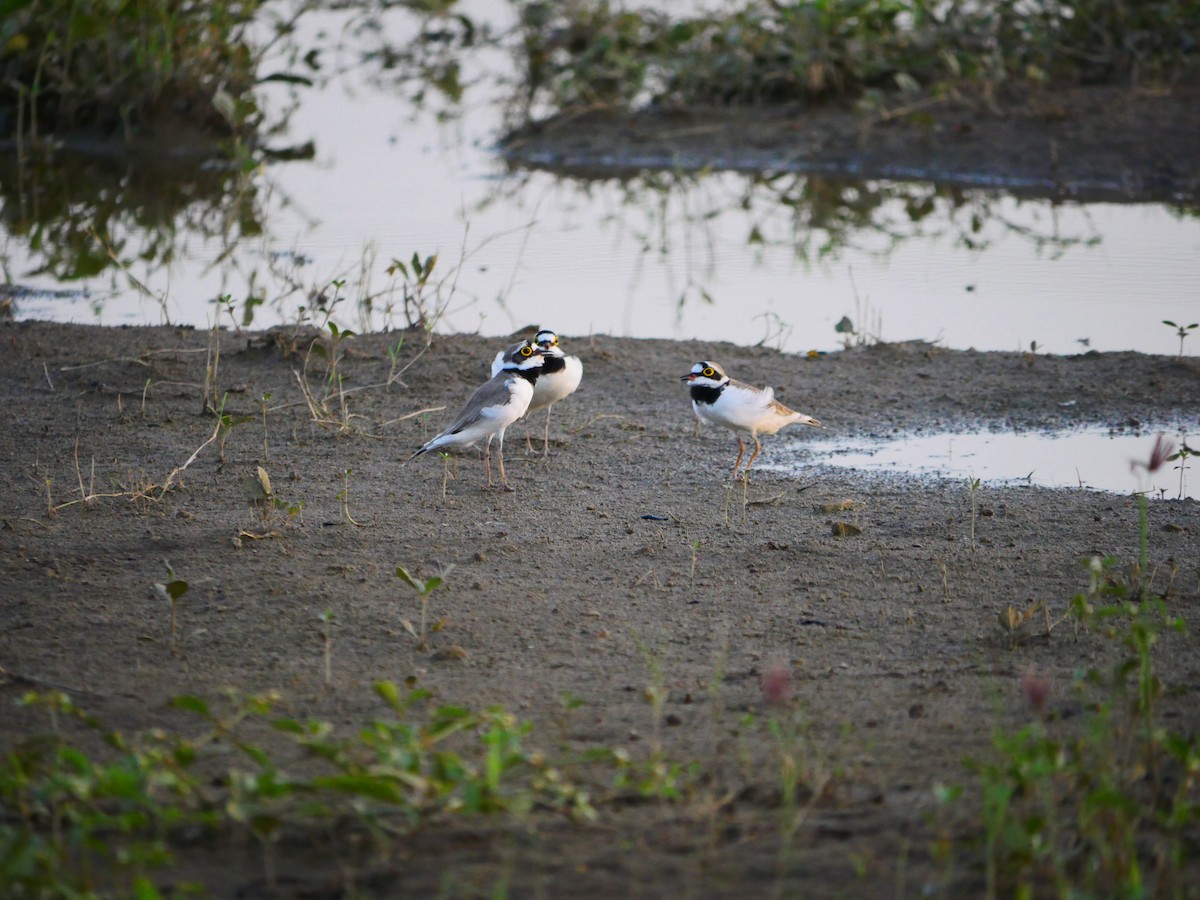 Little Ringed Plover - ML500521711