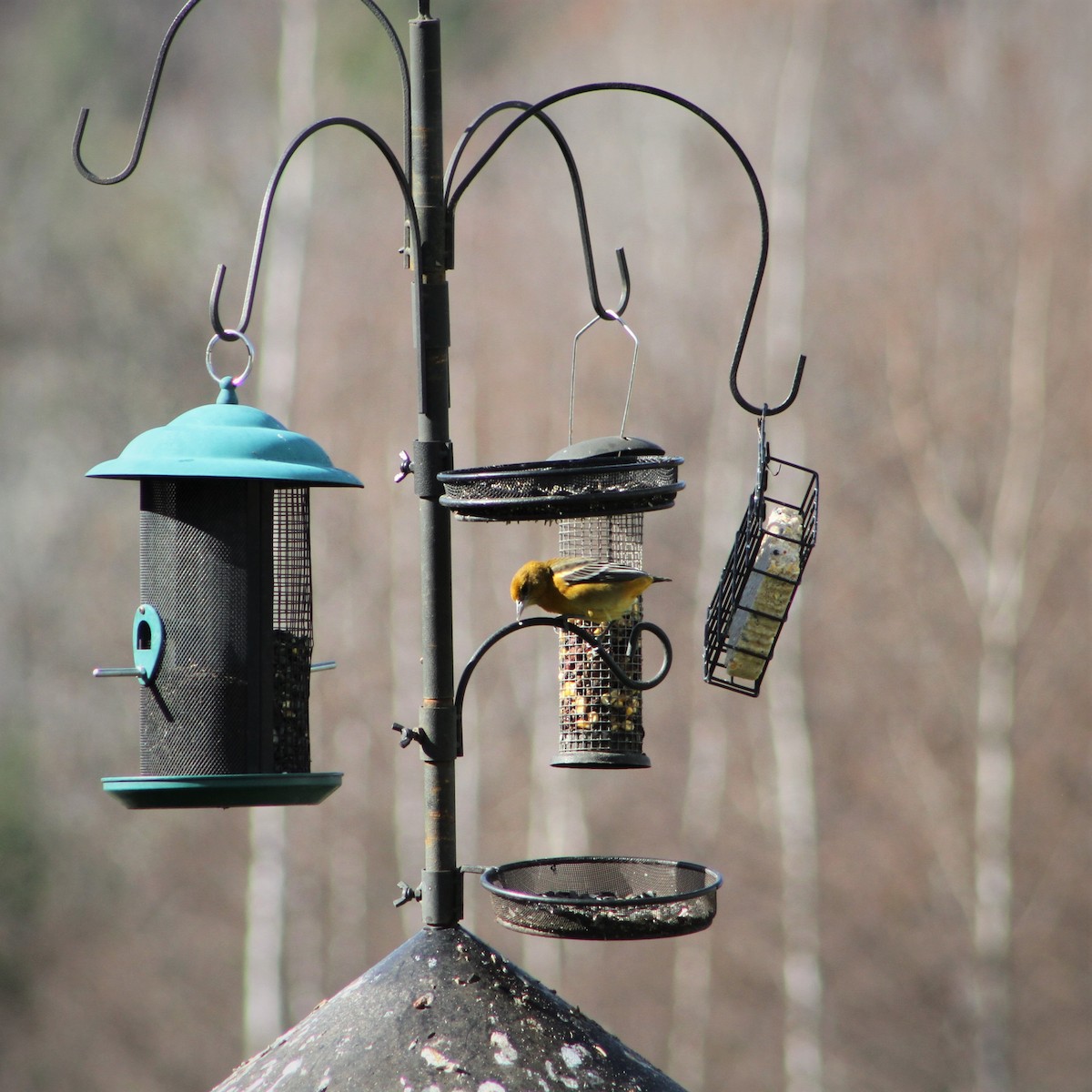 Baltimore Oriole - ML500522841