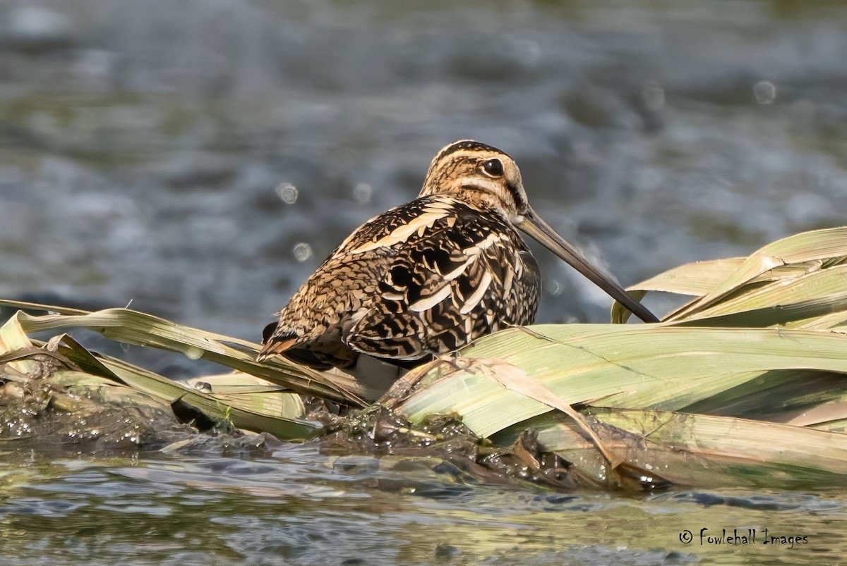 Common Snipe - ML500522921