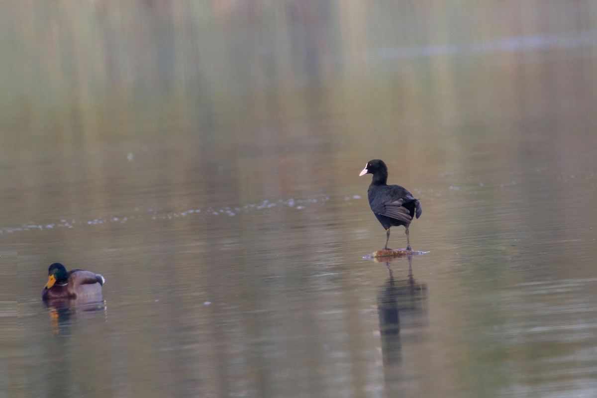 Eurasian Coot - Joaquín Salinas