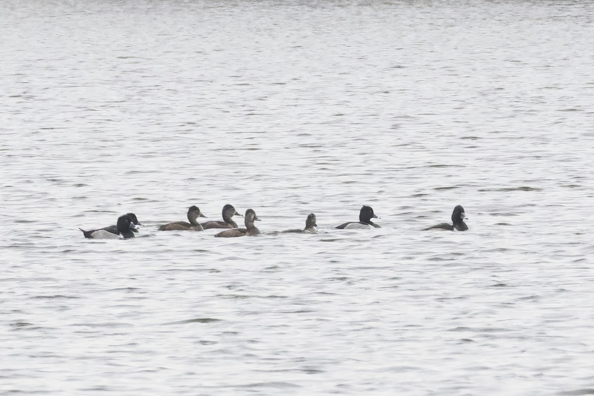 Ring-necked Duck - ML500523761