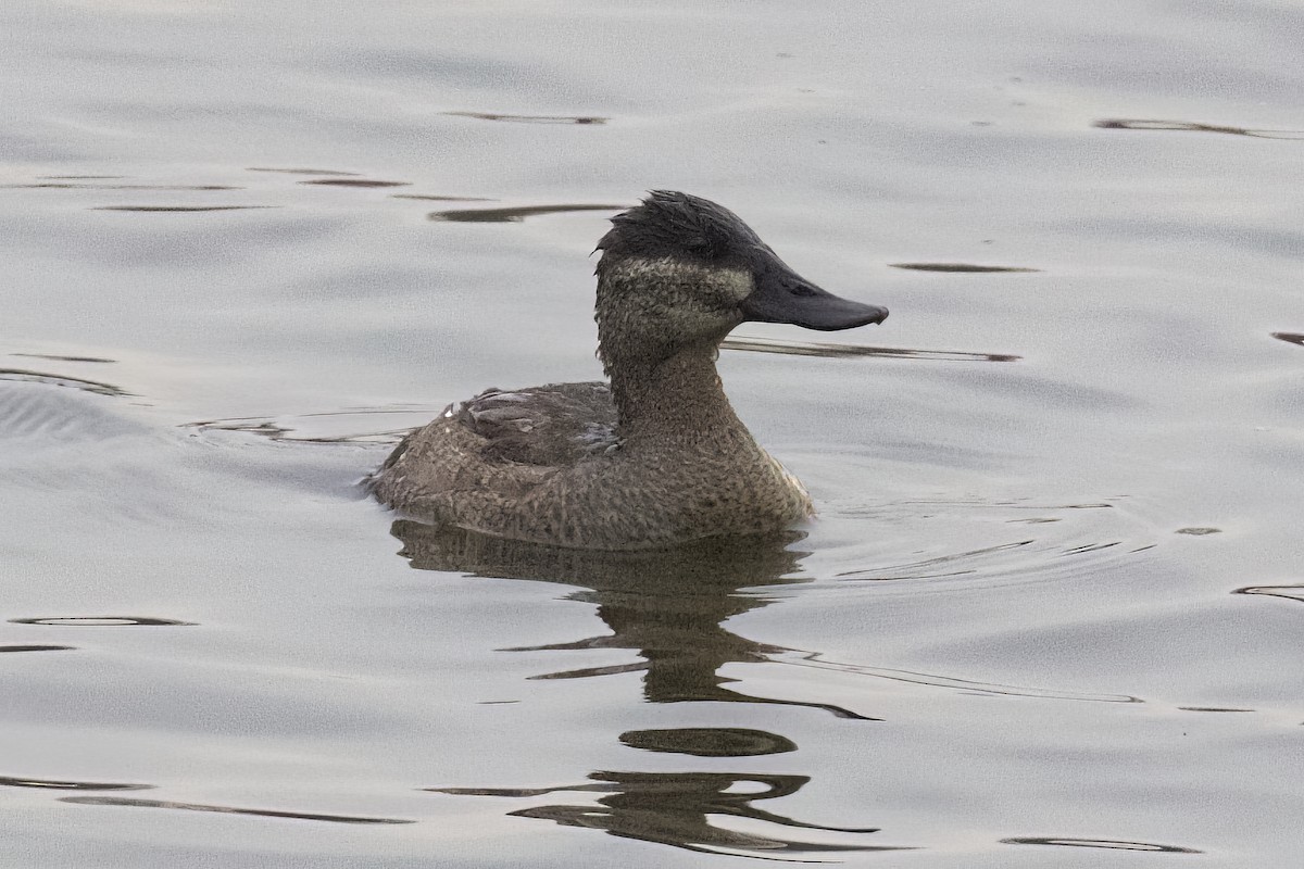 Ruddy Duck - ML500523791