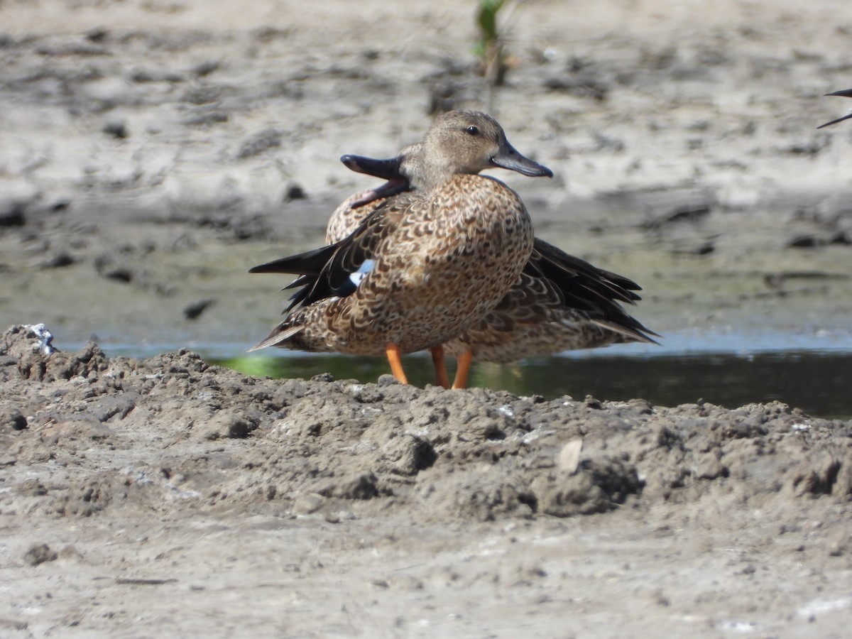 Blue-winged Teal - ML500523931