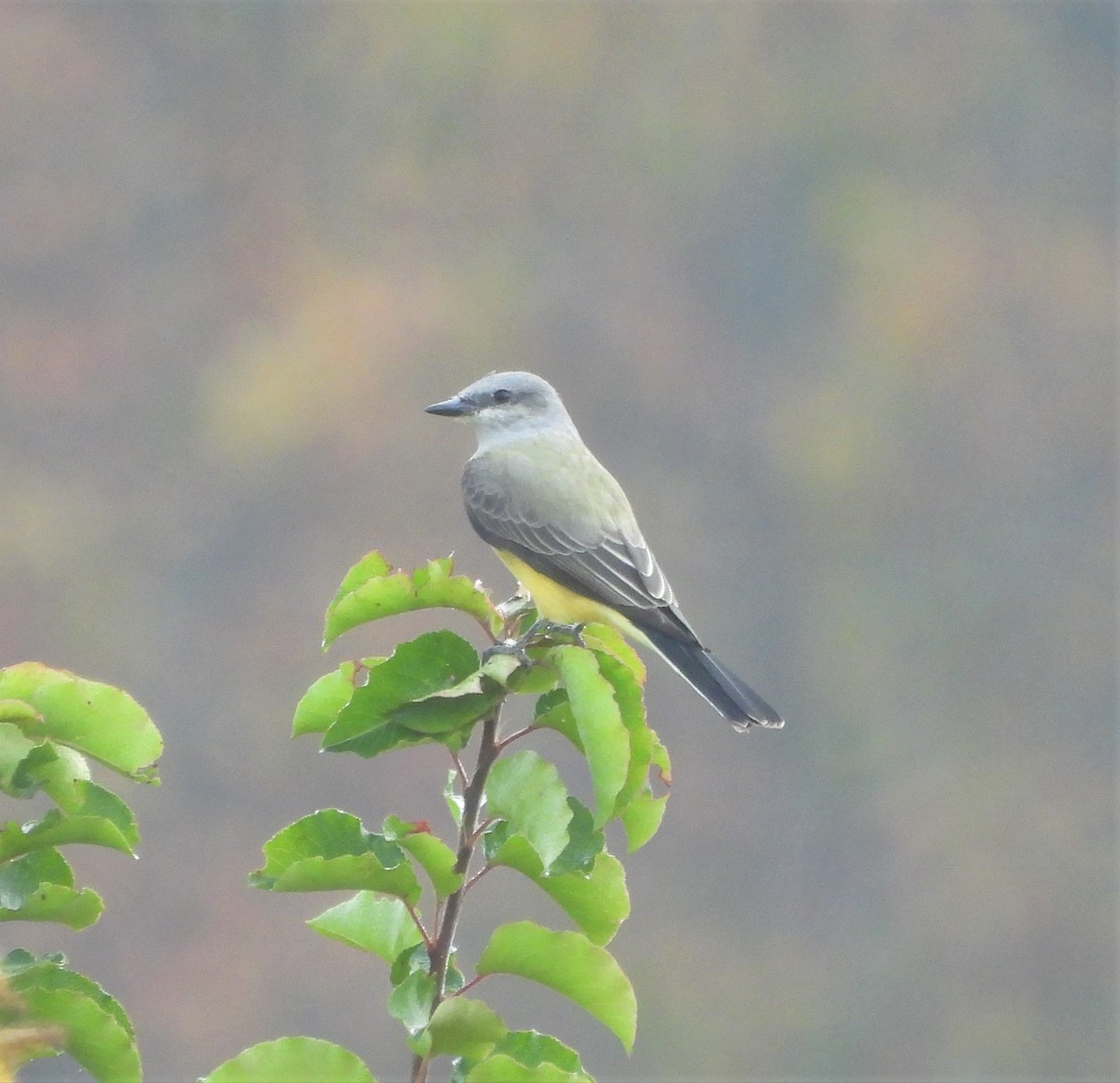 Schmalschnabel-Königstyrann - ML500524071