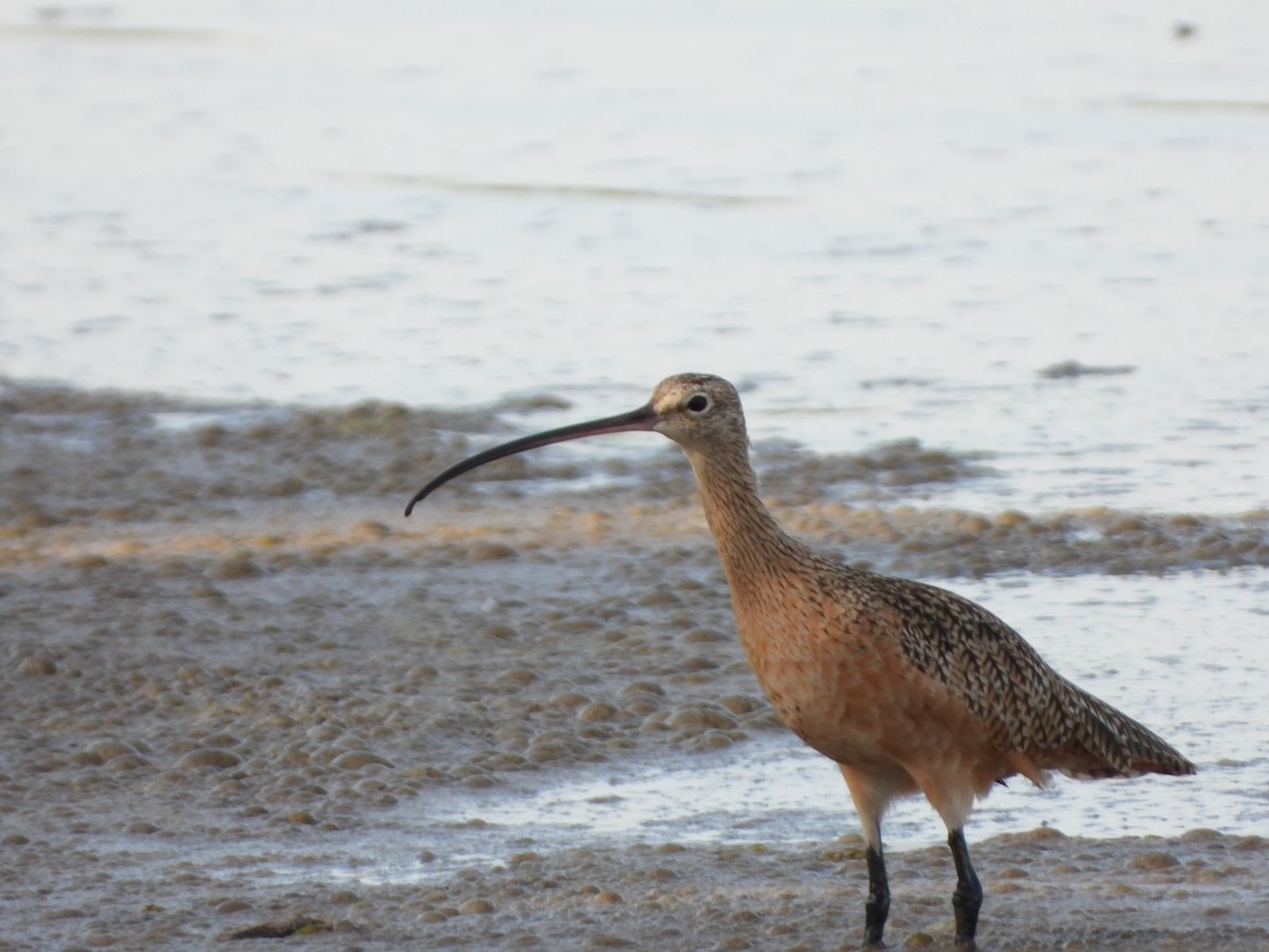 Whimbrel - Yoleydi Mejia