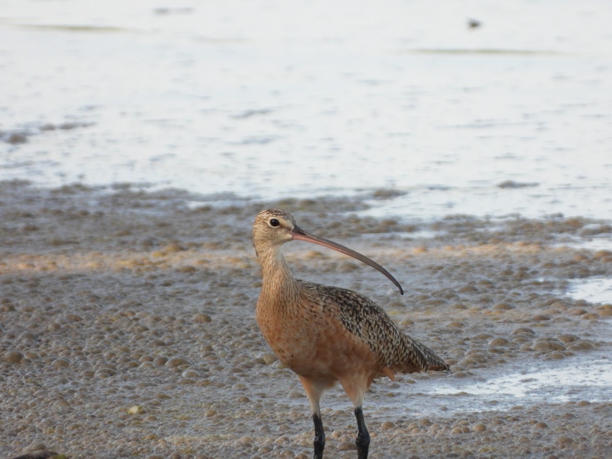 Whimbrel - ML500524631