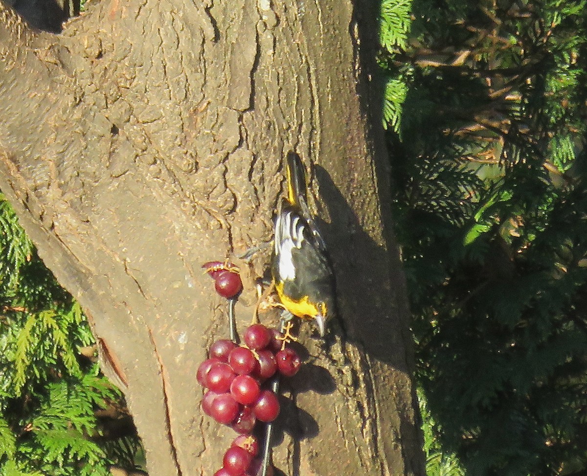 Oriole d'Abeillé - ML50052521