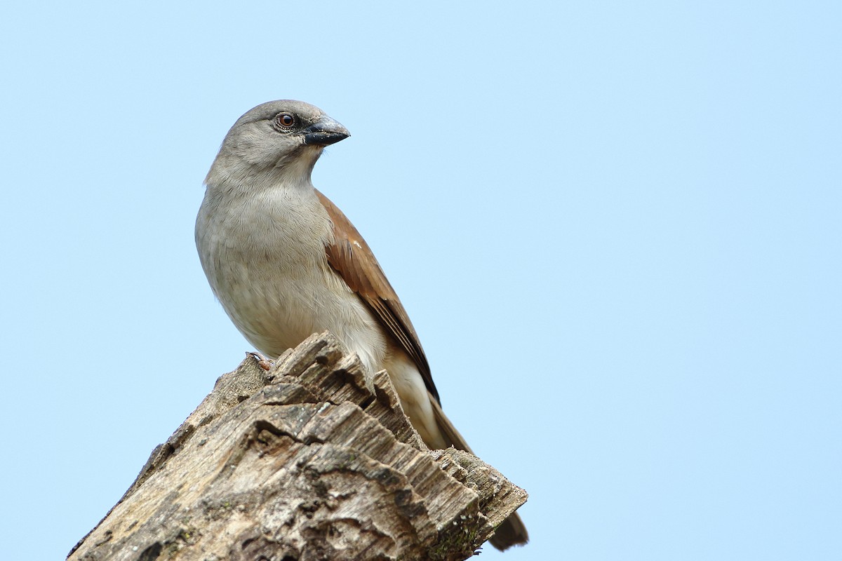 Northern Gray-headed Sparrow - ML500525721