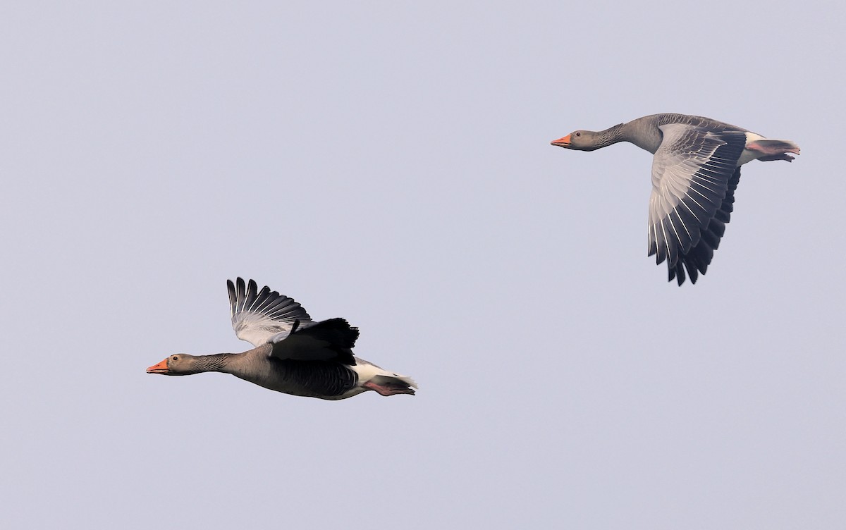 Graylag Goose - ML500526731