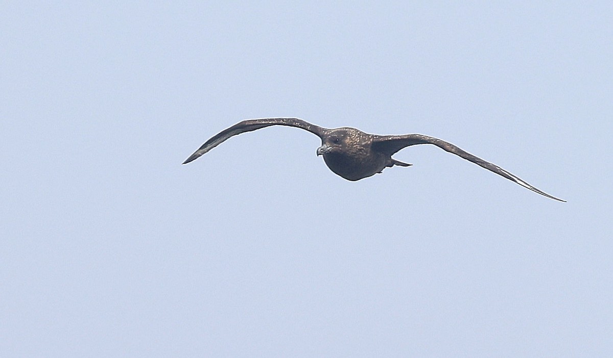 Great Skua - Patrick MONNEY