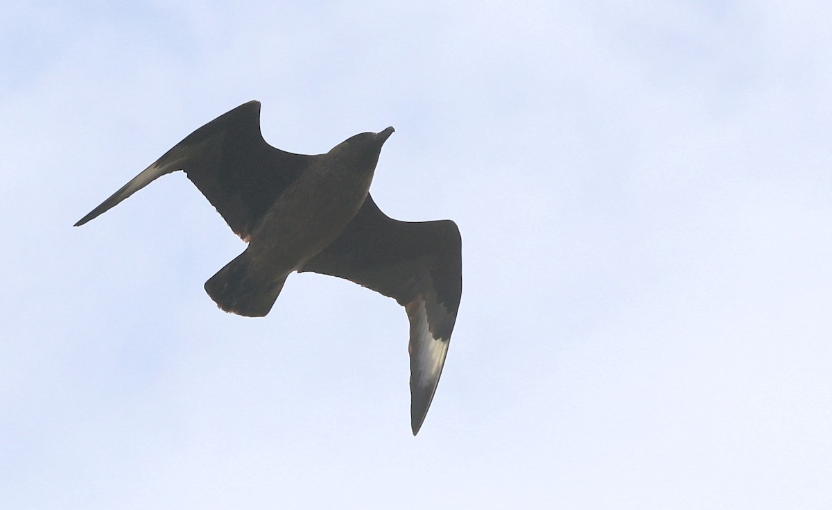 Great Skua - ML500526841