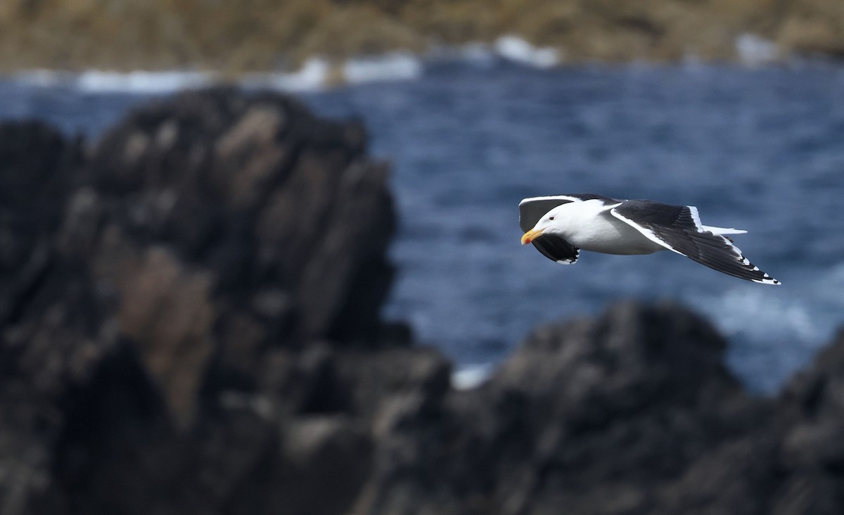 Great Black-backed Gull - ML500526901