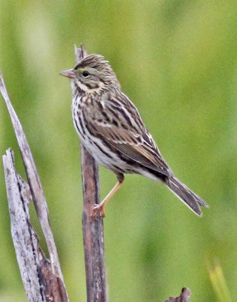 Savannah Sparrow - ML500527861