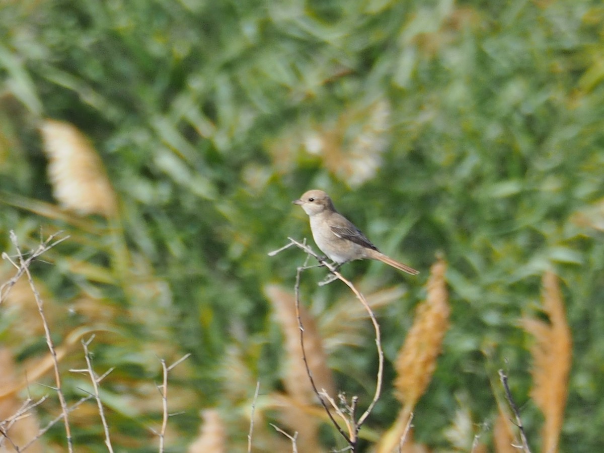 Red-tailed Shrike - ML500527991