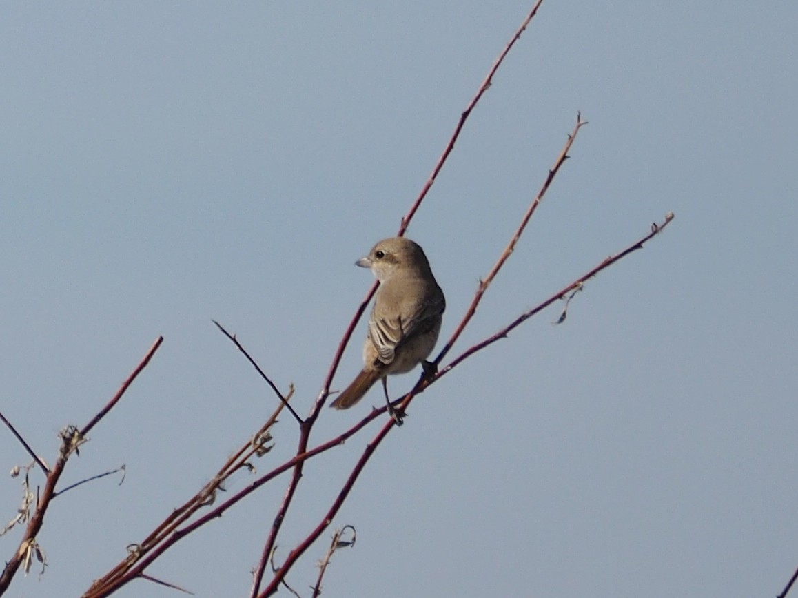 Red-tailed Shrike - ML500528001