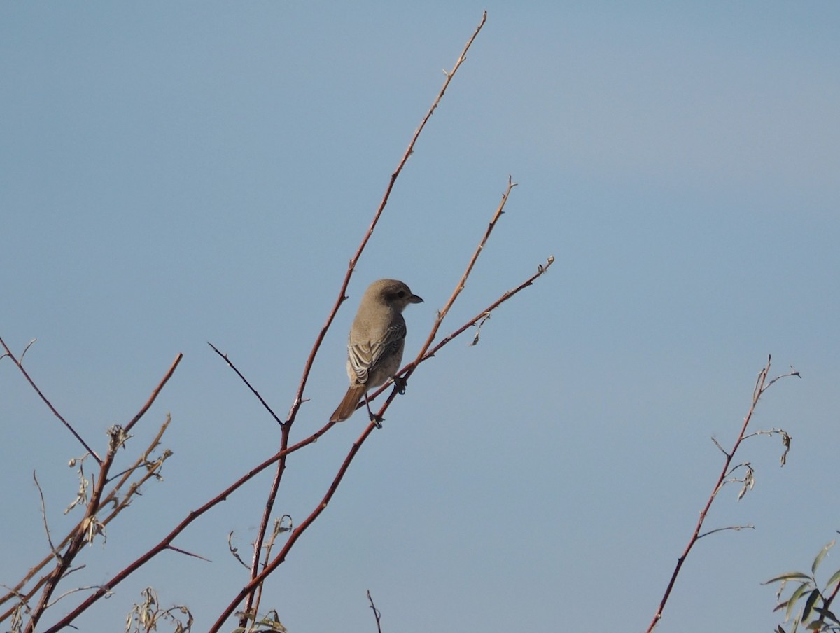 Red-tailed Shrike - Florian Olivier