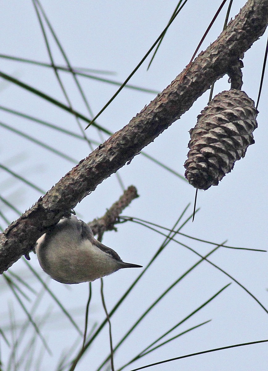 Brown-headed Nuthatch - ML500528141